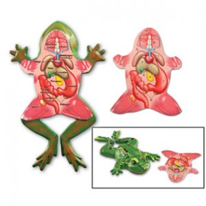 frog dissection game for kids