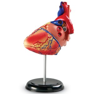 Heart Anatomy Model  LER 3334