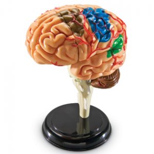 Brain Anatomy Model LER-3335