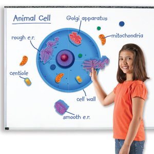 Giant Magnetic Animal Cell LER 6039