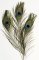 Peacock Feathers - 12 Pack Assortments 12" in Lenght CK-4512