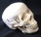 Plastic Skull ModelAEP 7-1391