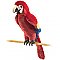Scarlet Macaw 2362
