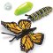 Inflatable Butterfly Life Cycle  LER 1801