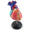 Heart Anatomy Model  LER 3334